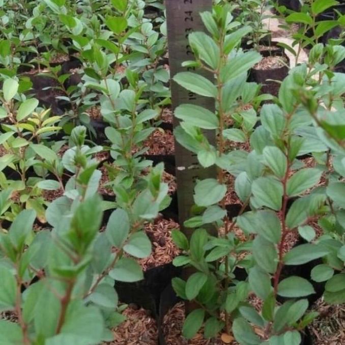 Promo Tanaman Herbal Bidara Arab / Pohon Bidara Arab Cod