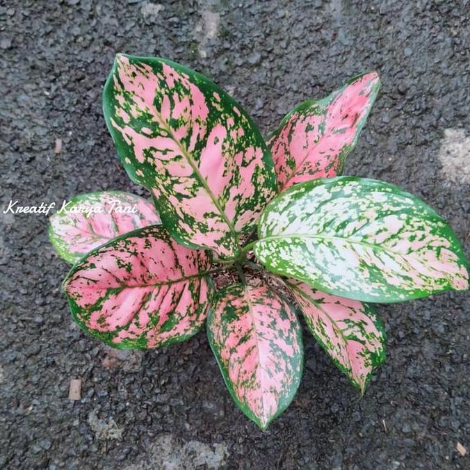 Promo Tanaman Hias Aglonema Ruby Pink - Tanaman Aglonema Ruby Pink Cod