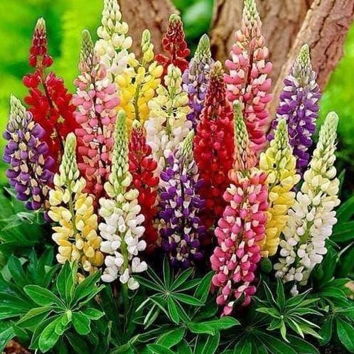Promo Biji Bibit Benih Tanaman Hias Bunga Lupine Mix Warna Mudah Tumbuh - Isi 20 Biji Cod