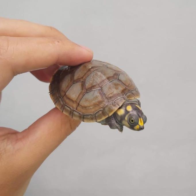 Yellow Spotted River Turtle (Podocnemis Unifilis) 5-6 cm