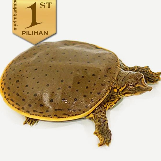 Labi Labi Bulus Kura Kura Reptil Hiasan Aquarium Aquascape Paludarium