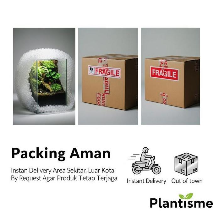Paludarium -  Fullset Aquarium Mini Waterfall Air Terjun Vivarium Terrarium Kaca Vertical Landscape 
