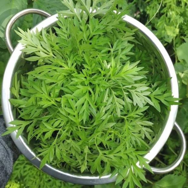 100 Biji - Benih Bibit sayuran KENIKIR lokal untuk sayur lalap, urap-urap dll