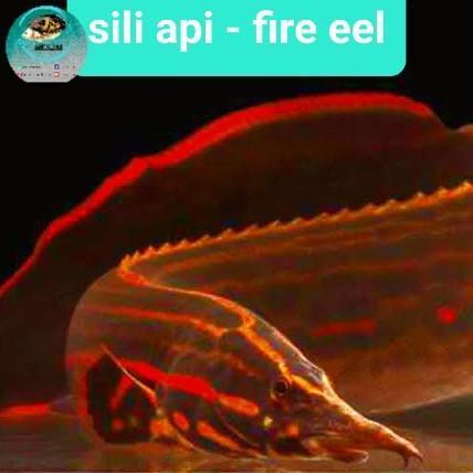 ikan sili api / fire eel fish