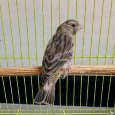 Burung Blackthroat Betina Siapan New Stok