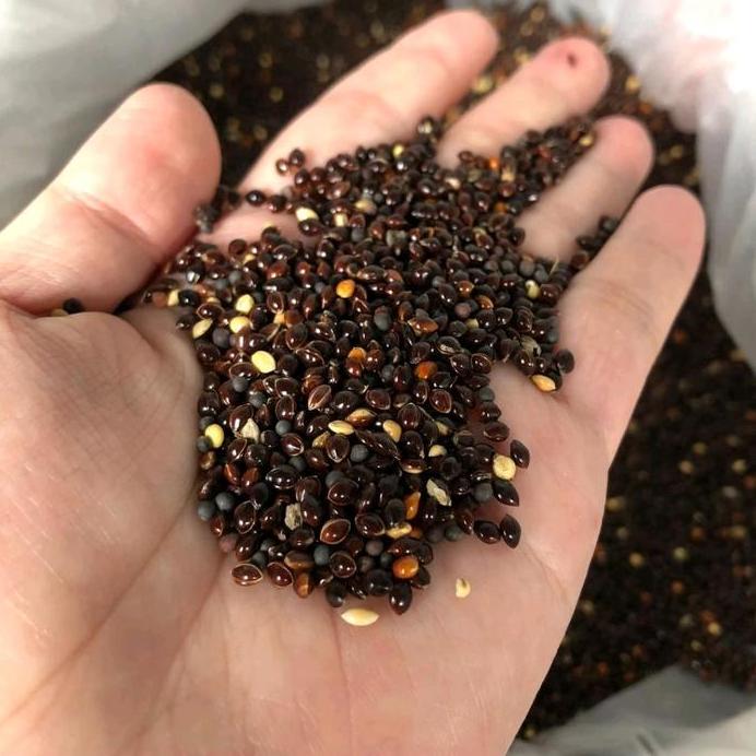 MILLET HITAM BLACK MILET PAKAN MAKANAN BURUNG LOVEBIRD,PERKUTUT,KENARI murah