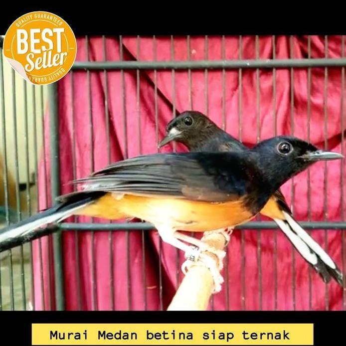 Burung Murai Medan betina siap ternak murah