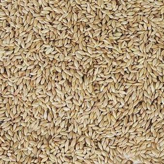CANARY SEED murah