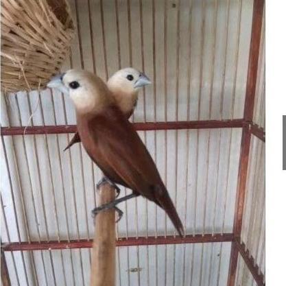 MPRIT KAJI / EMPRIT BONDOL / BURUNG EMPRIT SAWAH / BONDOL KAJI / BURUNG PEKING / BONDOL HAJI / EMPRI