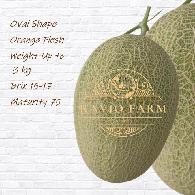 Benih The Blues - Hami Melon IQB