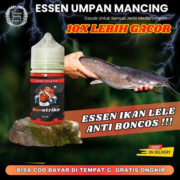 Essen Ikan Lele Babon Untuk Siang Dan Malam Hari Kolam Galatama Harian Umpan