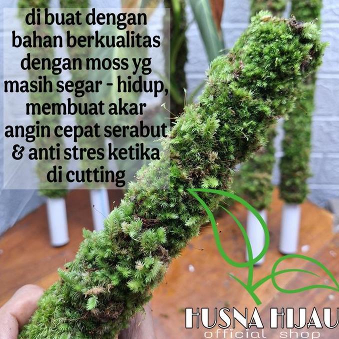 Turus lumut sphagnum moss, lumut hidup, masih segar, 50cm