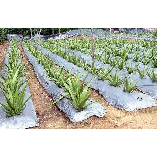 PLASTIK MULSA ( ECERAN ) HITAM PERAK