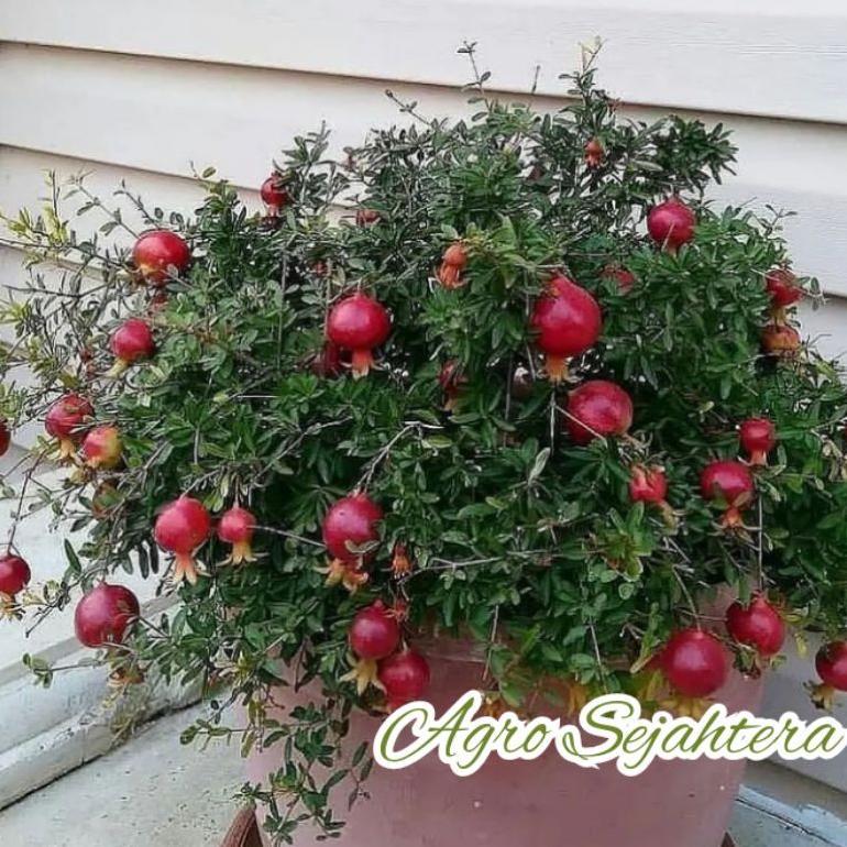 Bibit Buah Delima Merah Giant Turki / Delima Red Spanyol