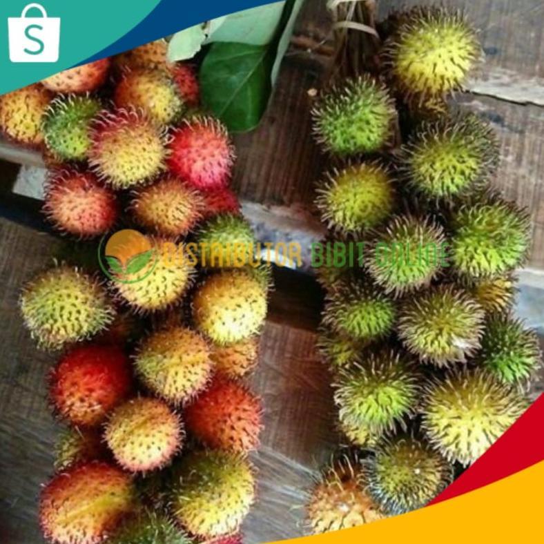 Bibit Buah Rambutan Rapiah Siap Berbunga