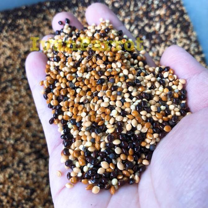 Fugl- Millet 3 Warna Millet Merah Hitam Putih 1Kg Pakan Burung