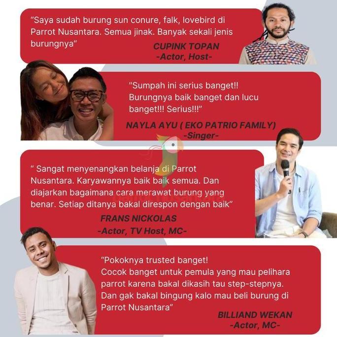 Fugl- Fullset Rantai Borgol Kaki Burung Sunconure Nuri 8Mm