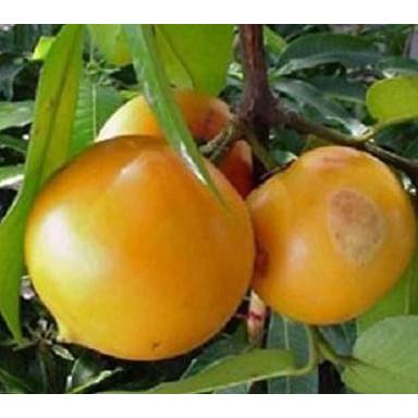 b3rkh bibit / buah asam kandis GB12 produk laris