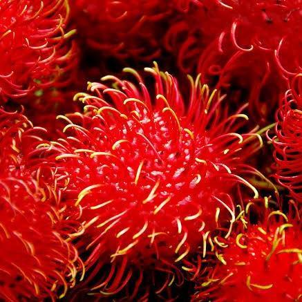 BIBIT BUAH RAMBUTAN PARAKAN produk laris