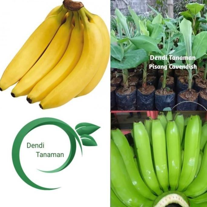 POHON Bibit Pohon Pisang Cavendish / Buah Pisang Cavendish DDDD TAMBULAPOT