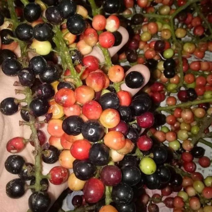 DATANG Bibit Tanaman Buni / Buah Wuni / Bnay Fruit - Buah SEGAR produk laris