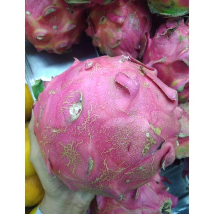 Bibit Buah Naga Jumbo produk laris