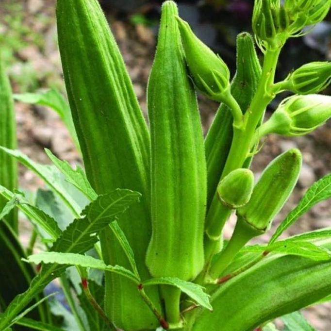bibit pohon buah okra hijau DDDD TAMBULAPOT