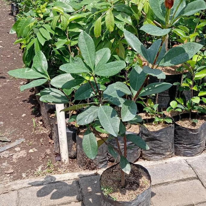 bibit tanaman buah cherry bril - black Cherry produk laris