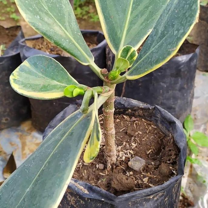 Terlaris Bibit Tanaman Buah Manggis Putih Varigata TAMBULAPOT