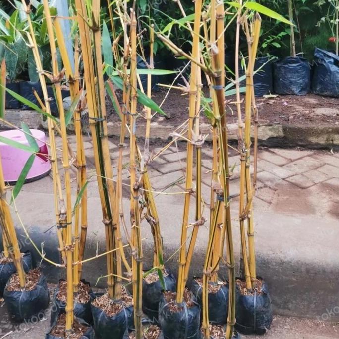 pohon pring kuning /bambu kuning/tanaman bambu kuning