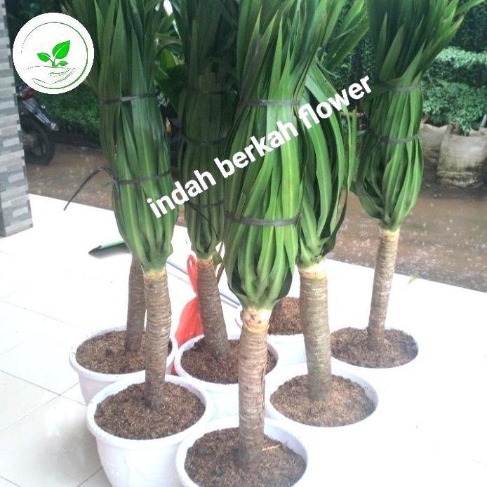 tanaman pandan bali + pot putih tinggi pohon 120cm