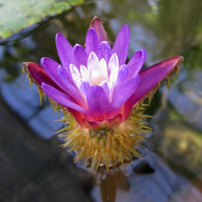 Ready Benih Bibit Biji - Gorgon Lily / Prickly Water Lily Aquatic Plant Tanaman Air Teratai Berduri 