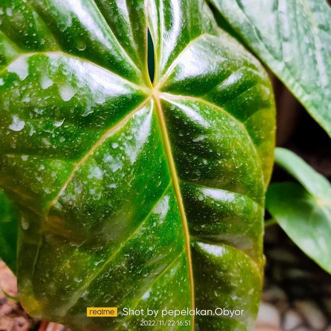 anthurium veitchii hybrid Realpict koleksi