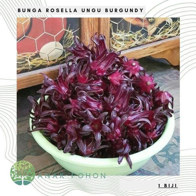 Ready Benih Bibit Biji - Bunga Rosella Ungu Burgundy - Kualitas SUPER