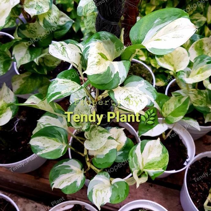 Sirih Gading Manjula,Pothos Manjula Besar,Turus 50 cm