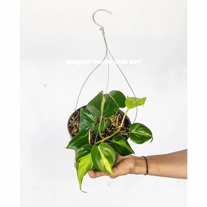 TANAMAN HIAS PHILO BRAZIL / TANAMAN AIR + POT