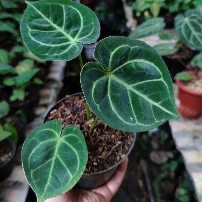 Anthurium Dorayaki x Hoffmanii