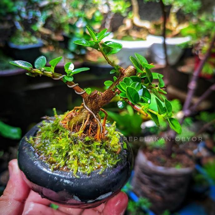 Bonsai Mini Shito Sancang Premna Original Plus pot Siap Pajang
