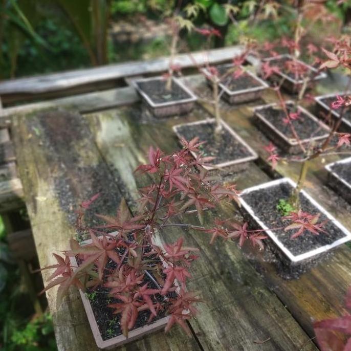 tanaman hias Japanese red maple // bibit bonsai red maple