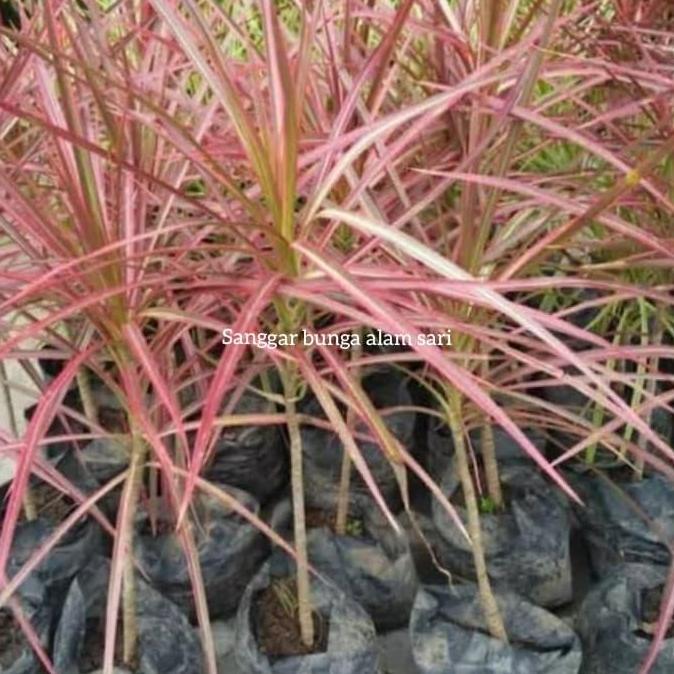 Tanaman Hias Dracena Tricolor