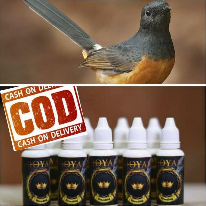 BEST PRICE - vitamin booster ternak burung murai kacer