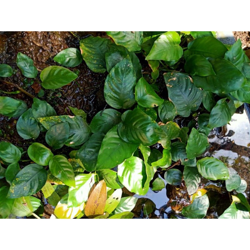 Anubias Barteri Broadleaf