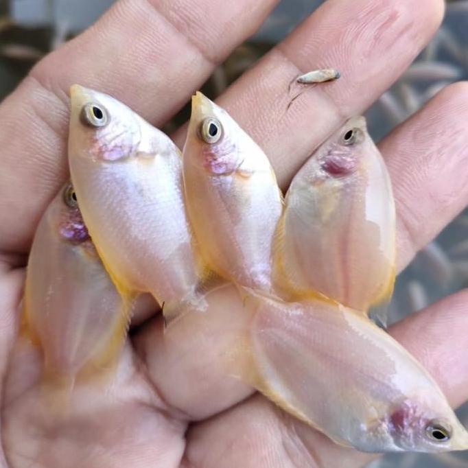 bibit gurame padang size jempol