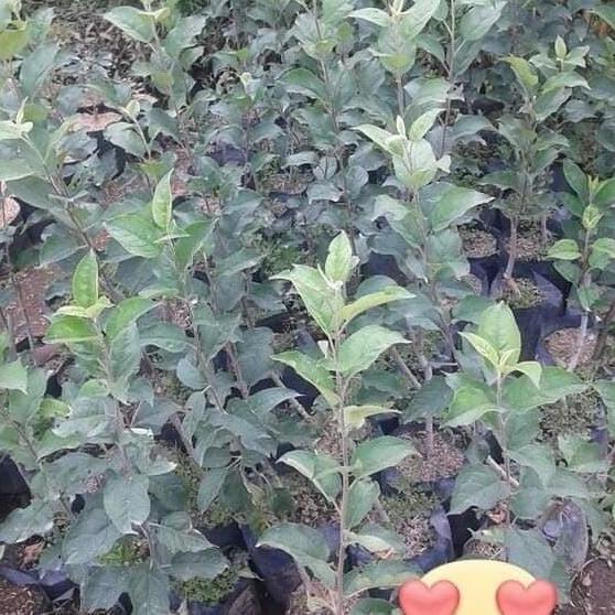 bibit apel malang hijau