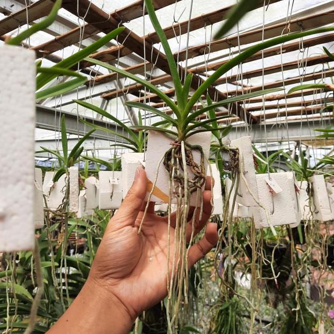 Anggrek Vanda Remaja