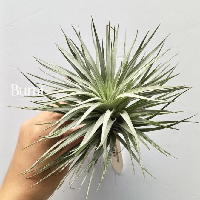 Tillandsia Houston 'Cotton Candy import BUMI Air Plant Tanaman Udara