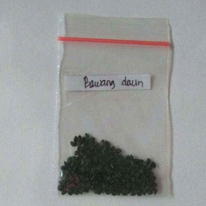 benih bibit bawang daun