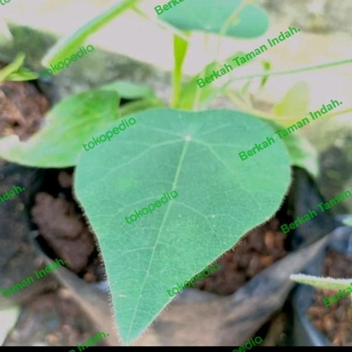 Bibit Tanaman Cincau Bulu Hijau - Pohon Daun Cincau Bulu Rambat
