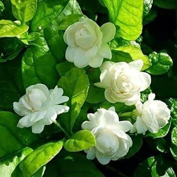 Tanaman hias melati telur - melati bunga tumpuk