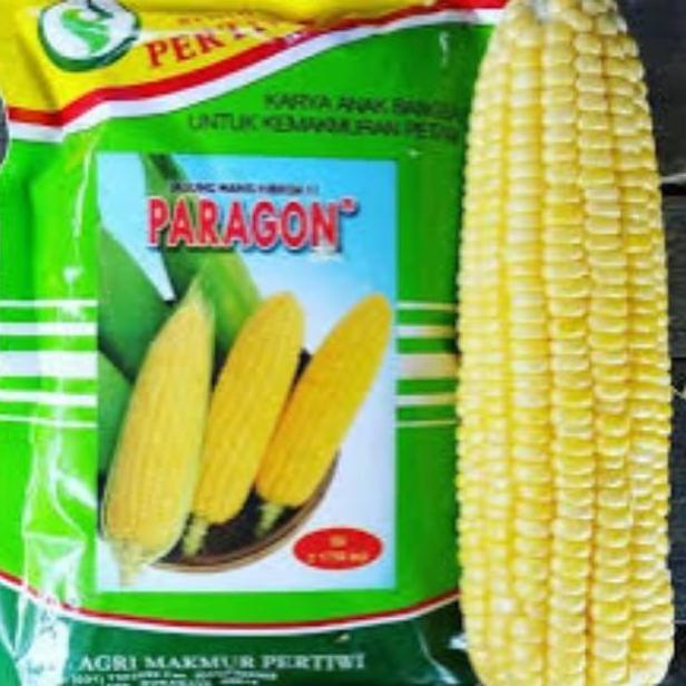 benih / bibit jagung manis PARAGON